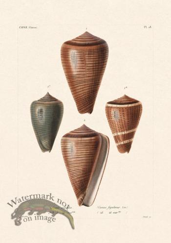 French Shell 028